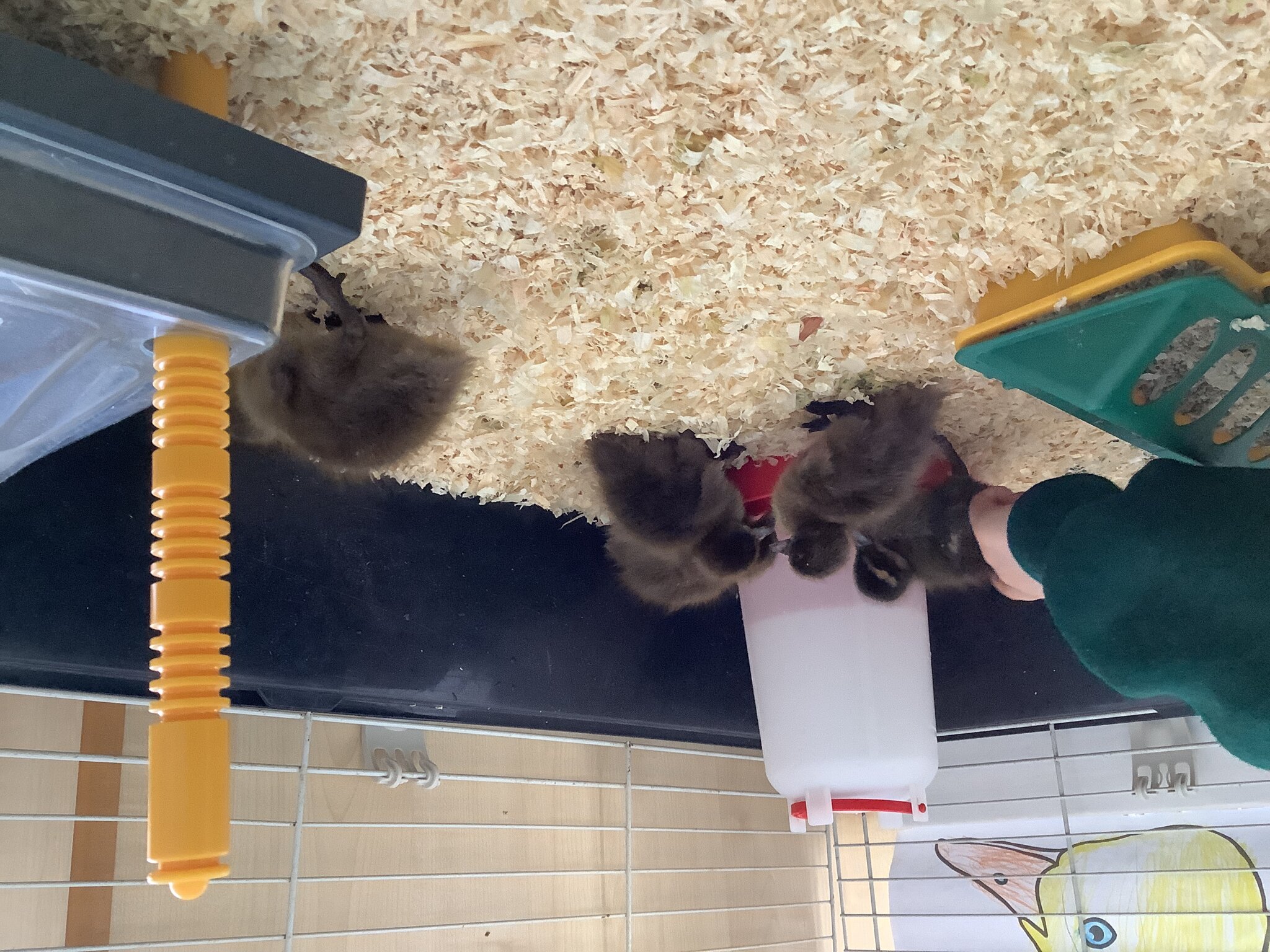 Image of EYFS Duckling update!