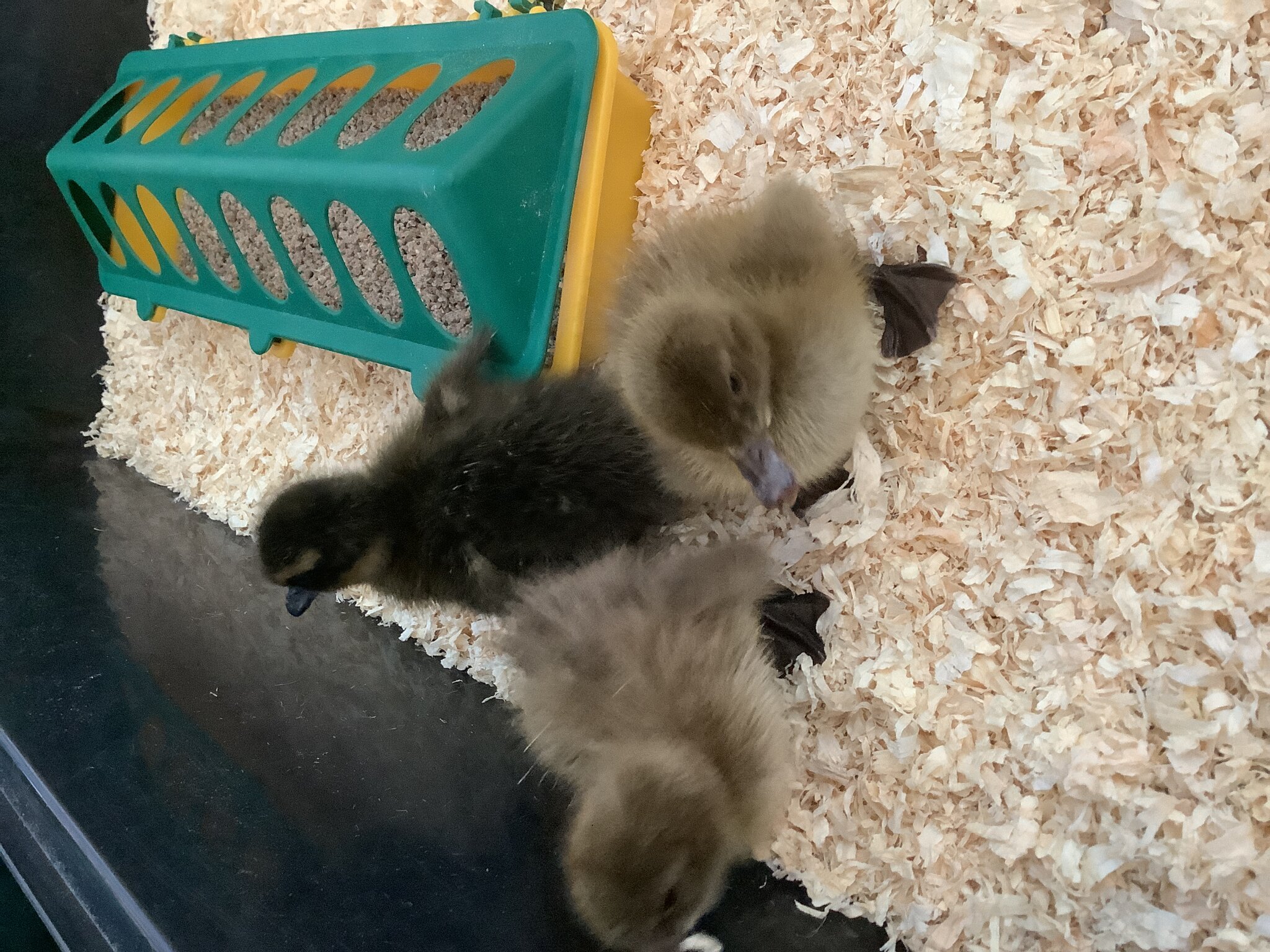 Image of EYFS have Ducklings!