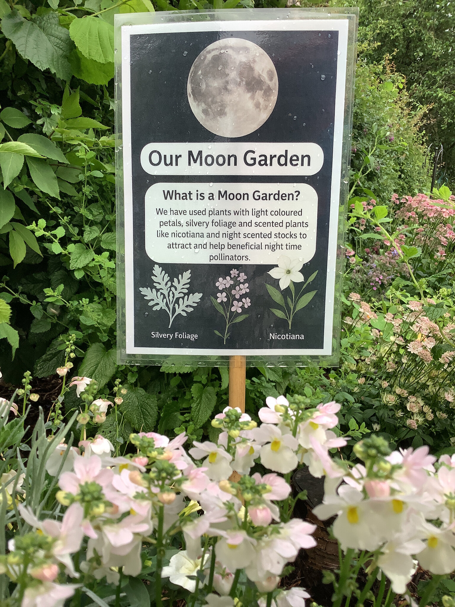 Image of Celebrating National Insect Week with Gardening Club!