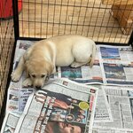 Image of The day the puppies visited the school!