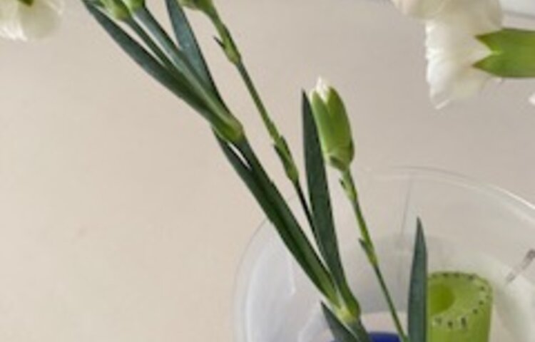 Image of A Peek of the week in Year 3