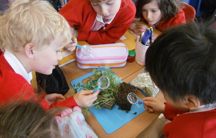 Image of A Peek of the Week in Year 1 