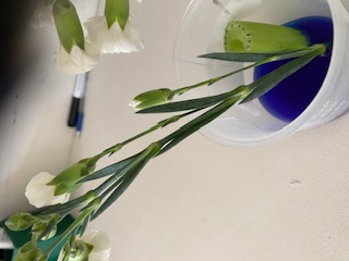 Image of A Peek of the week in Year 3