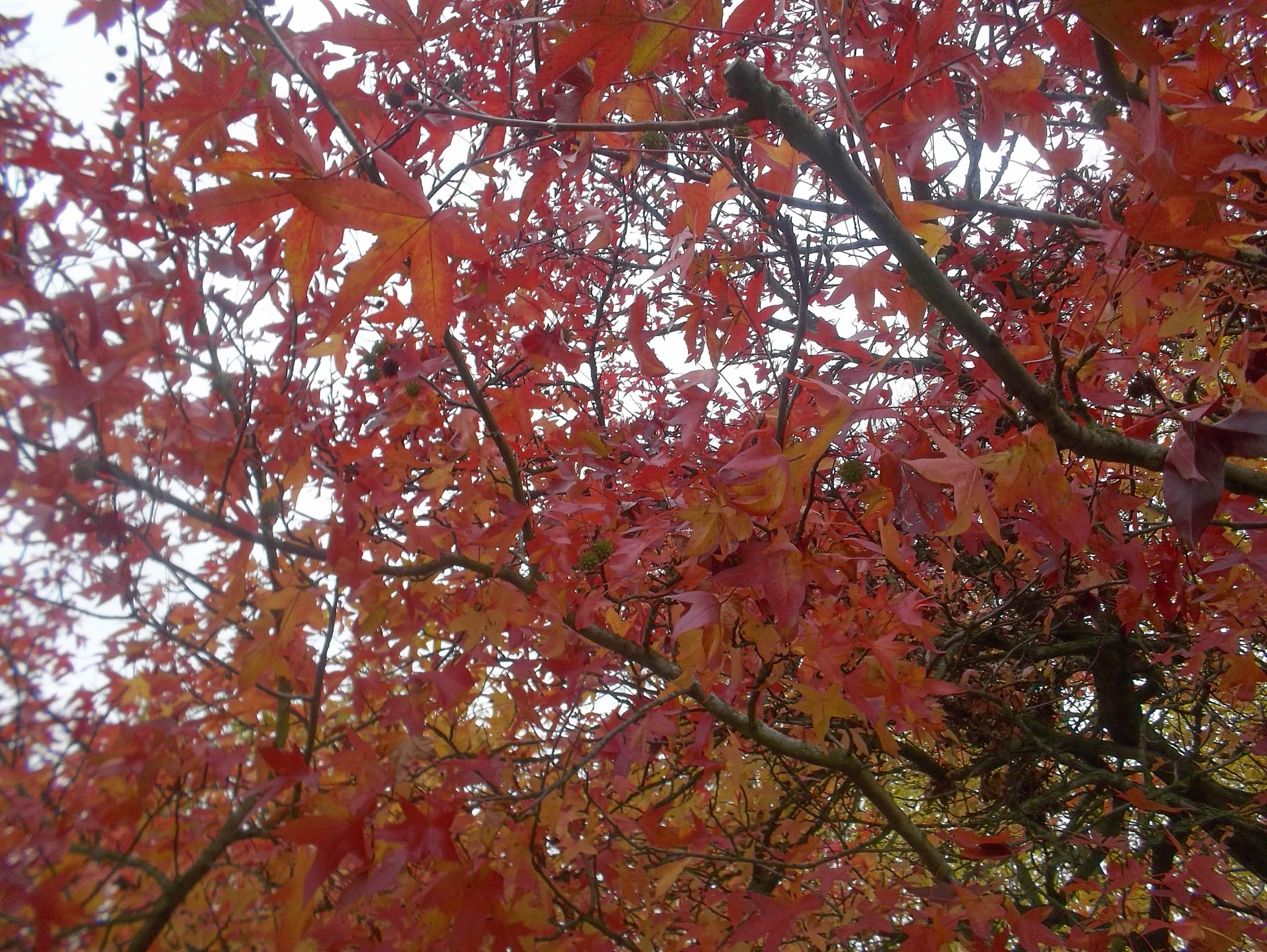 Image of Year 1 go out on an Autumn Walk