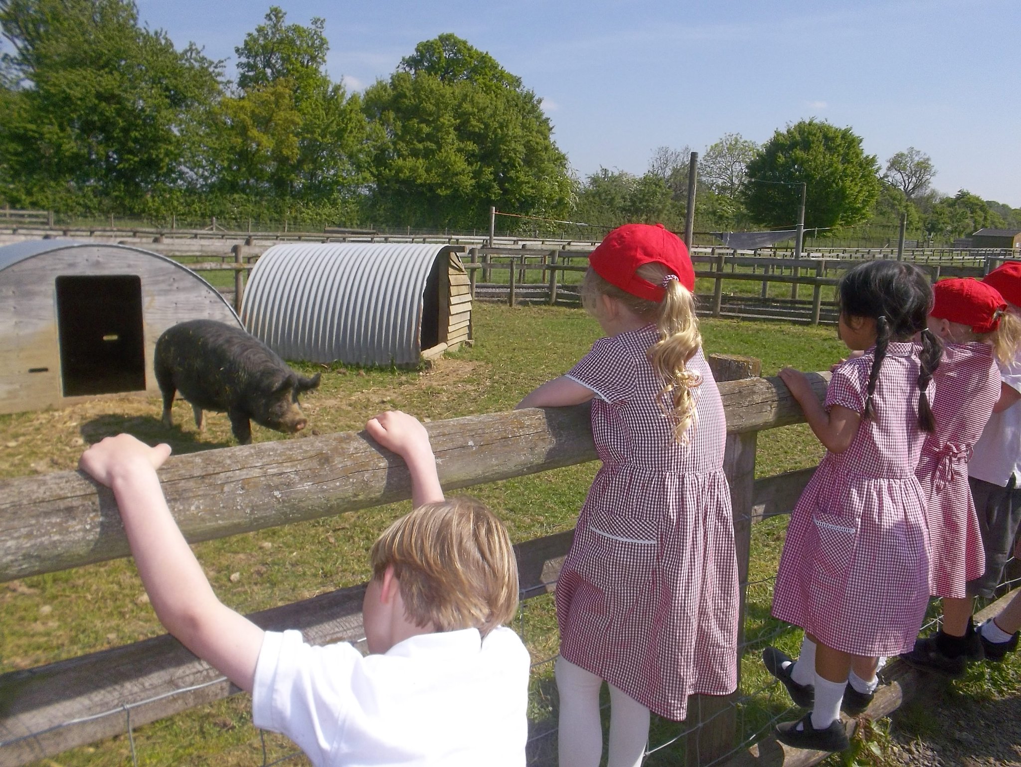 Image of Reception Class Visit Odds Farm