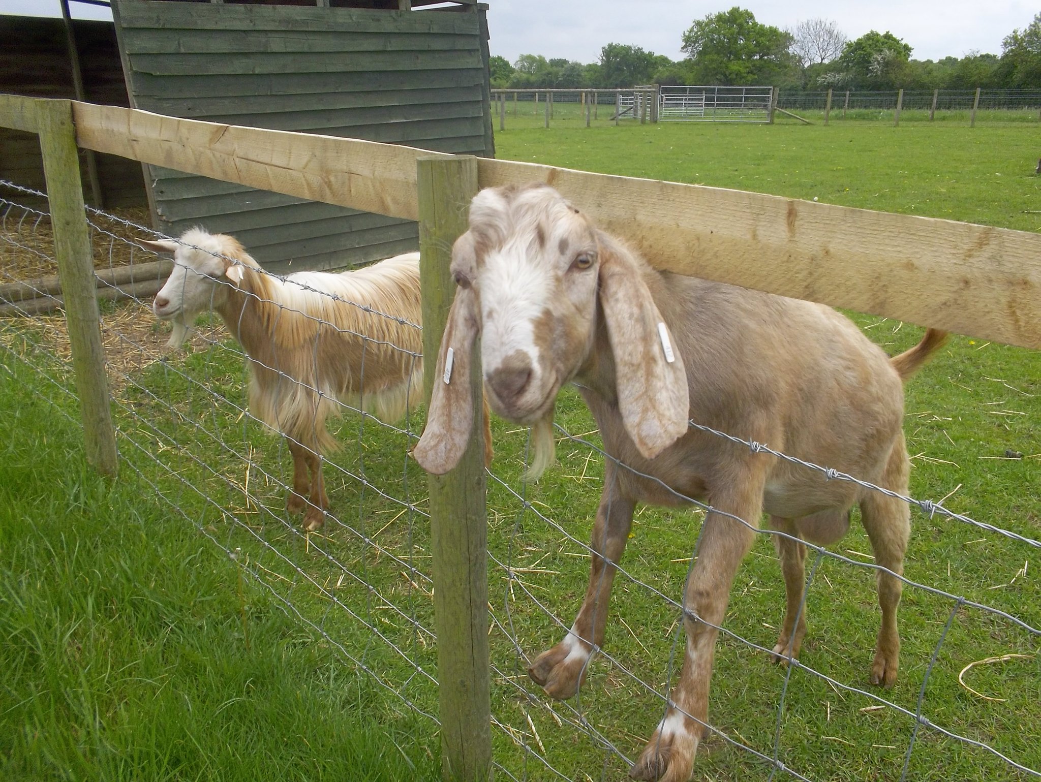 Image of Foundation and Year 1 enjoy a day at Odds Farm Park