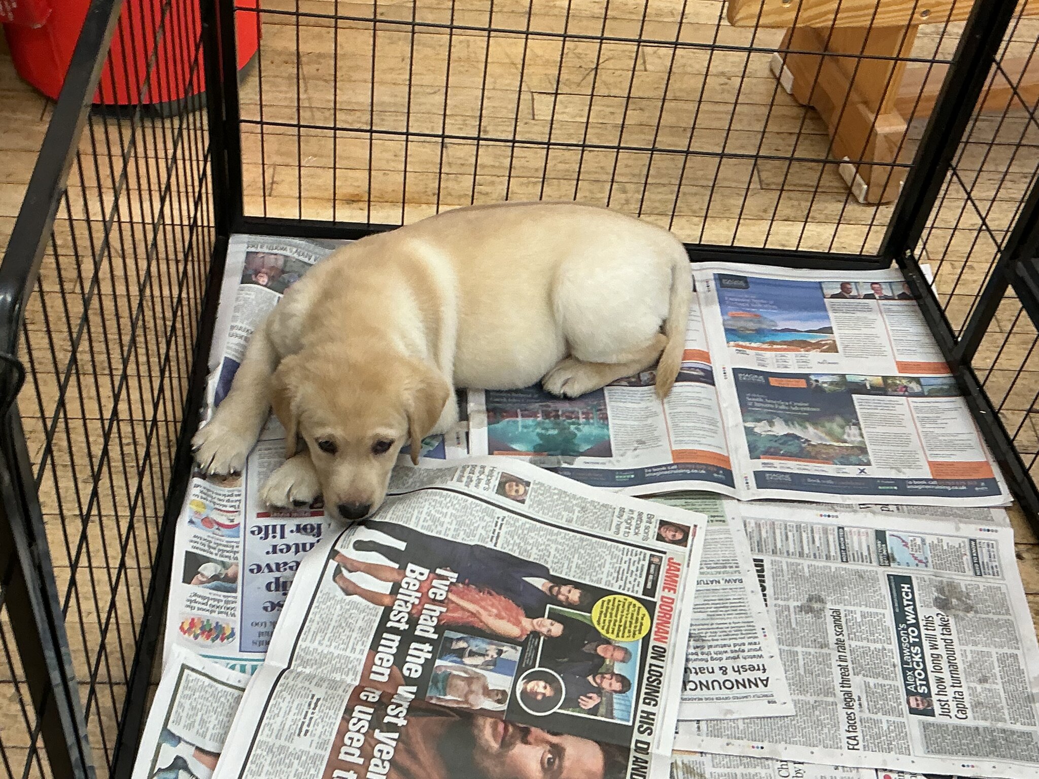 Image of The day the puppies visited the school!