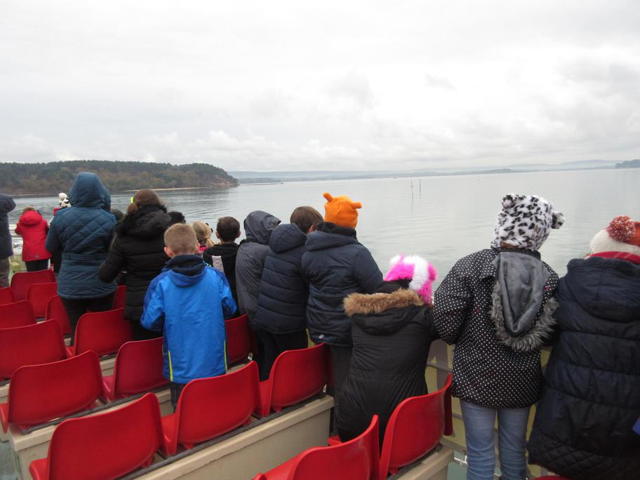 Image of Year 6 Birdwatching Trip to Poole Harbour