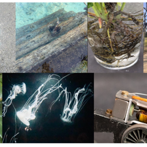 Image of British Science Week Photo Competition Launches Monday 9th March 2026