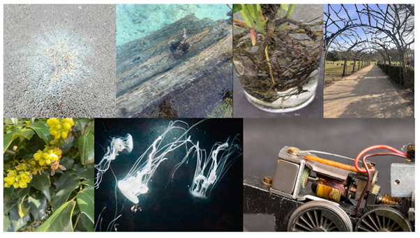 Image of British Science Week Photo Competition Launches Monday 9th March 2026