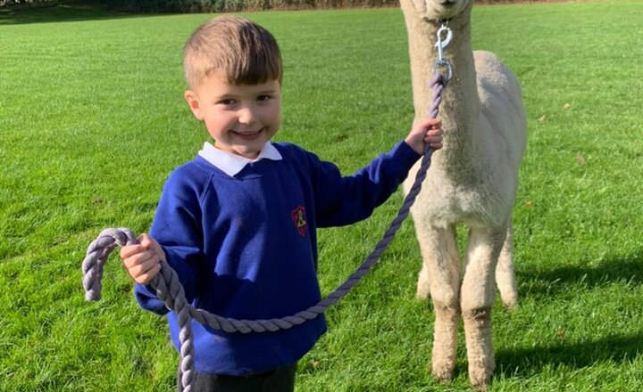 Image of Alpacas from Poppywood Alpacas!