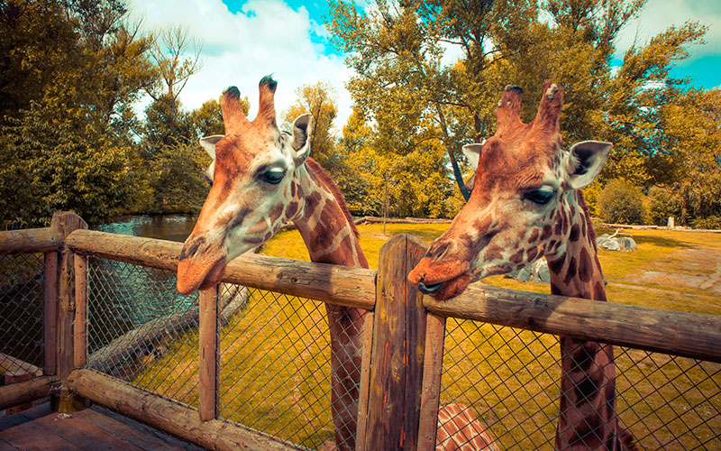 Image of Key Stage 2 Trip to Chester Zoo