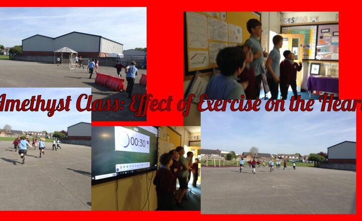 Image of How does exercise effect our heart? - Year 6 Science 