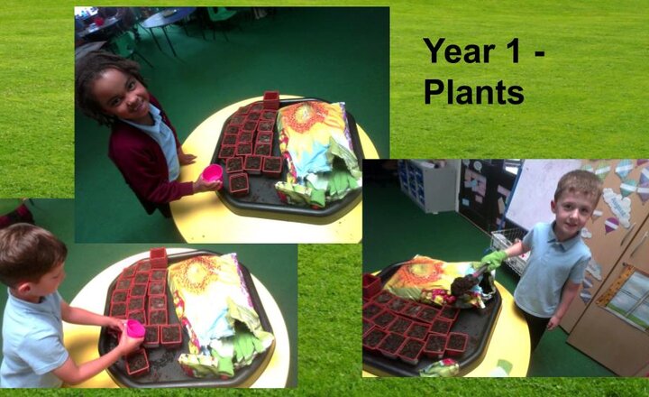 Image of Plants - Year 1 Science 