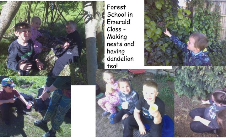 Image of Nests and dandelion tea - Emerald Class Forest School 