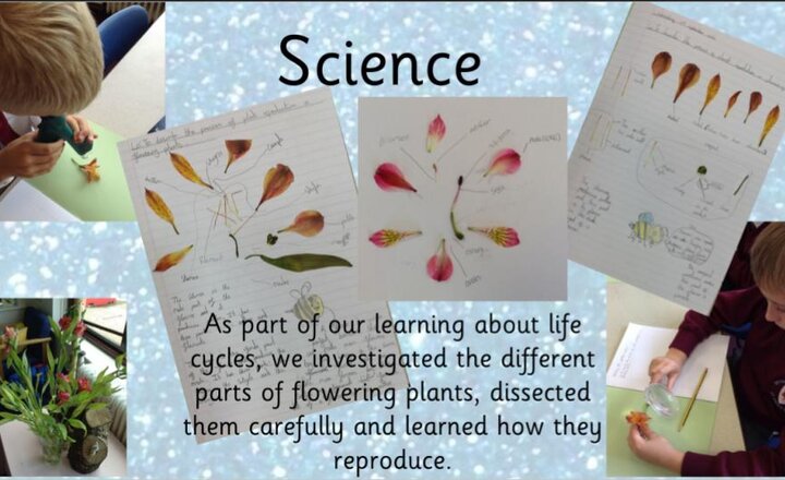 Image of Plants - Year Five Science 
