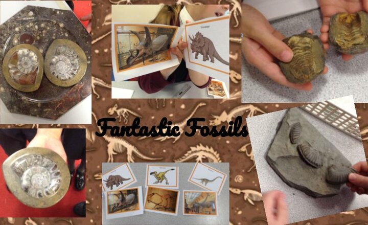 Image of Fantastic Fossils - Year Three and Four Science 