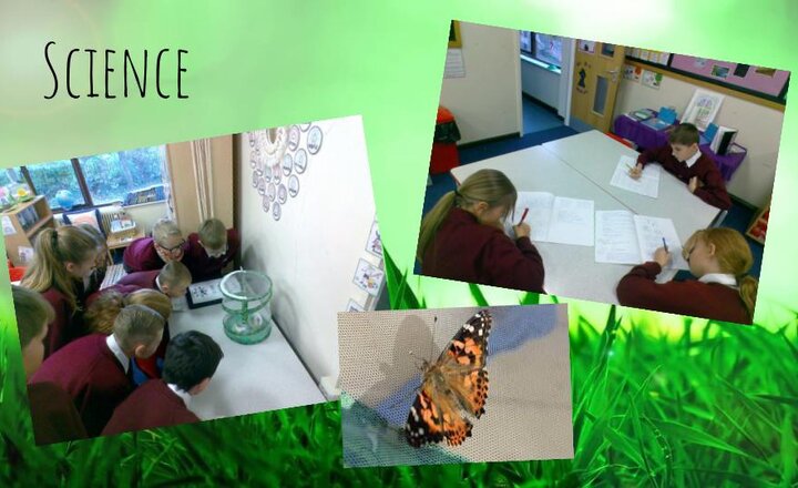 Image of Lifecycles - Year Six Science 