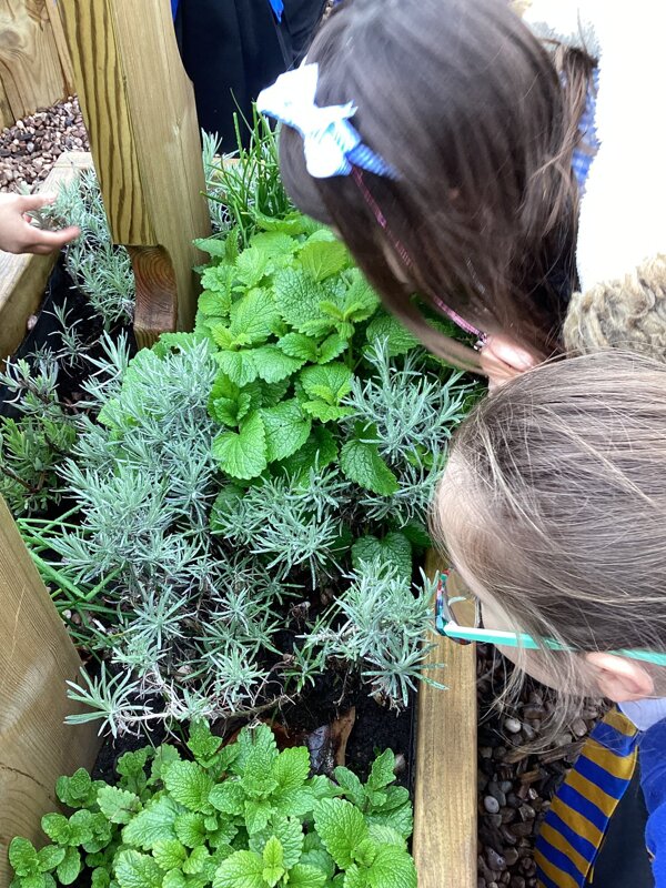 Image of Edible Garden 