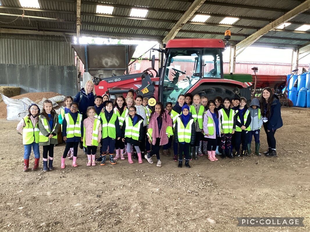 Image of Year 3 Visit a Beef Farm 