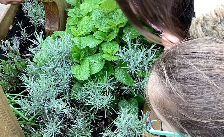 Image of Edible Garden 