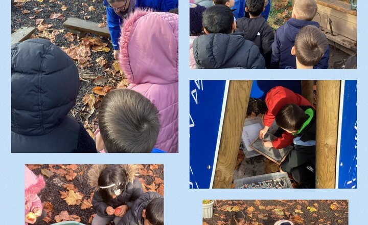 Image of Forest school fun