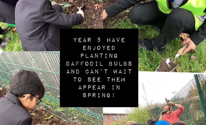 Image of Planting daffodils!