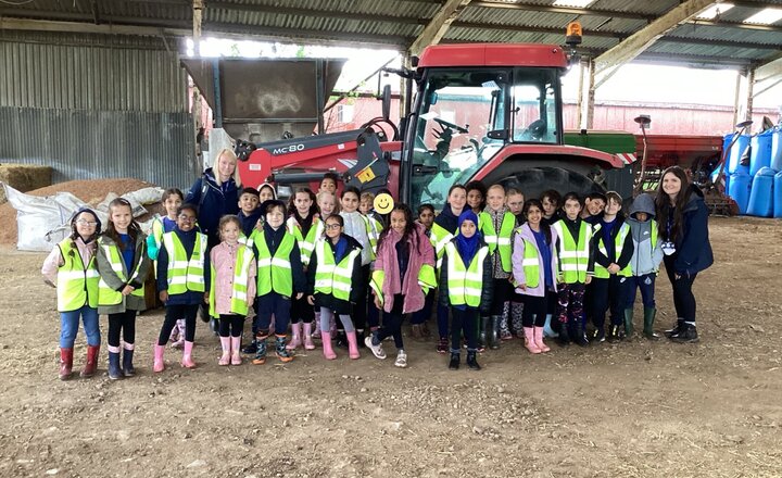 Image of Year 3 Visit a Beef Farm 