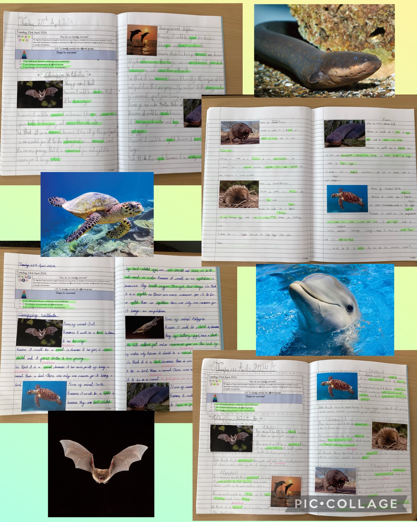 Image of Classifying vertebrates!