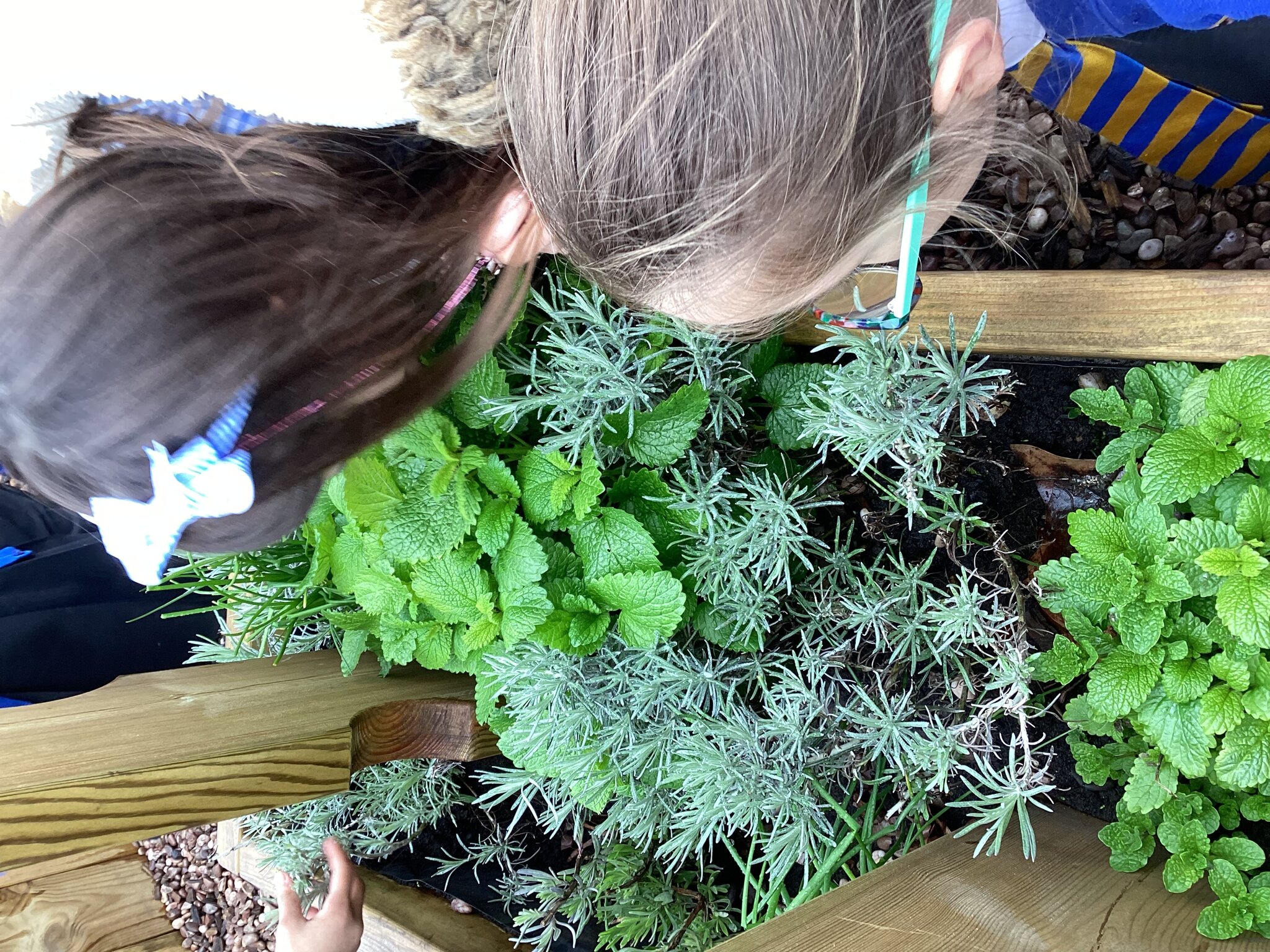 Image of Edible Garden 