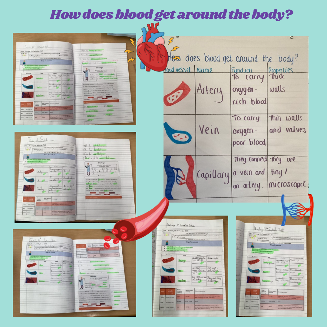 Image of How does blood get around the body?