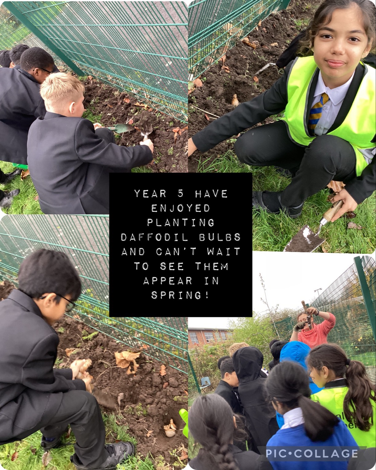 Image of Planting daffodils!