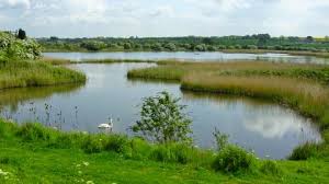 Image of Y4 Trip to Far Ings