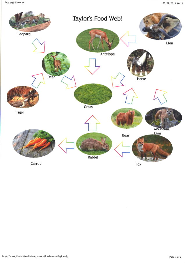 komodo dragon food chain diagram