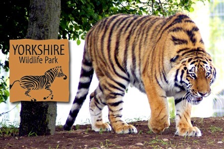 Image of Year 4 Visit Yorkshire Wildlife Park