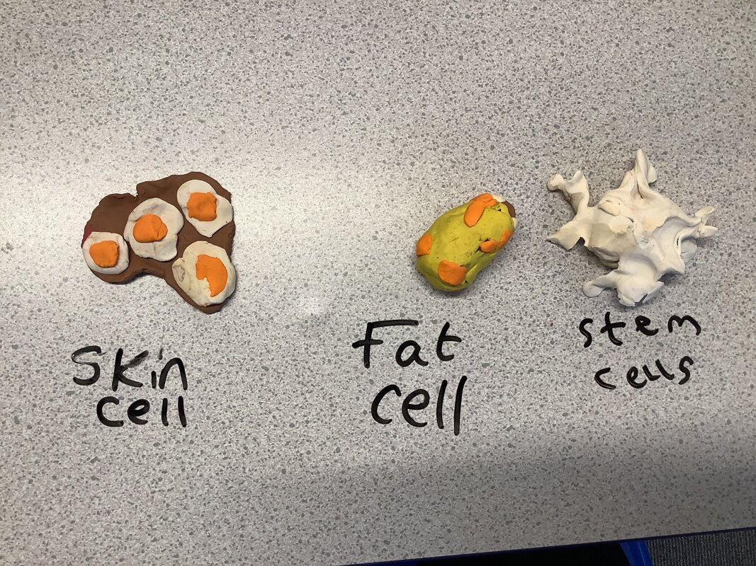 Image of KS3L - Science - Animal Cells