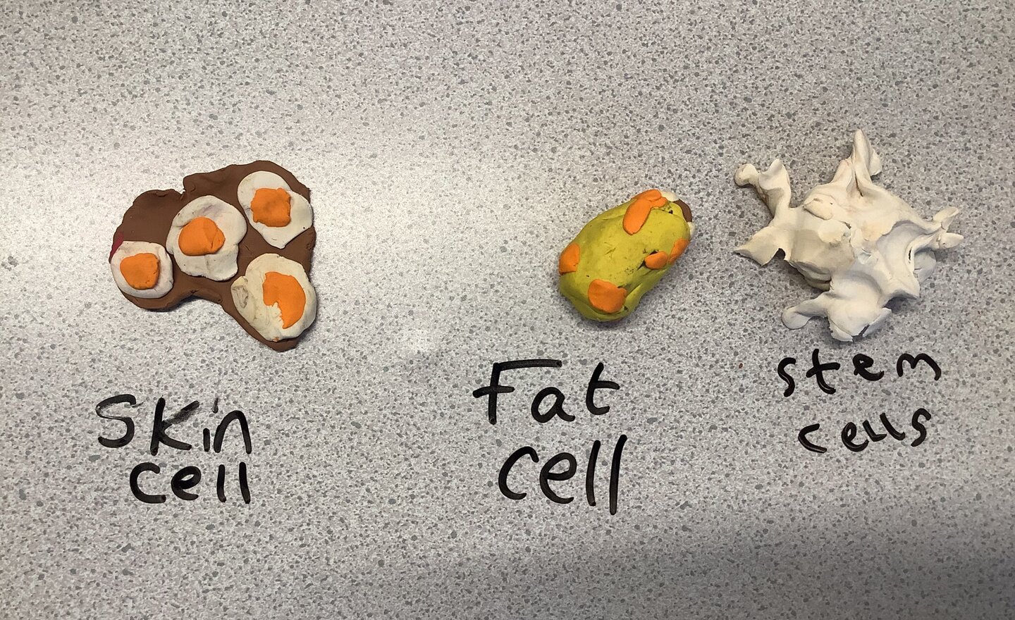 Image of KS3L - Science - Animal Cells