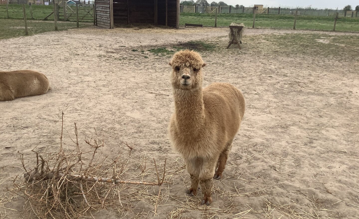 Image of Mr Mullen's Applecast Farm Visit