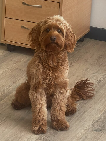 Teddy