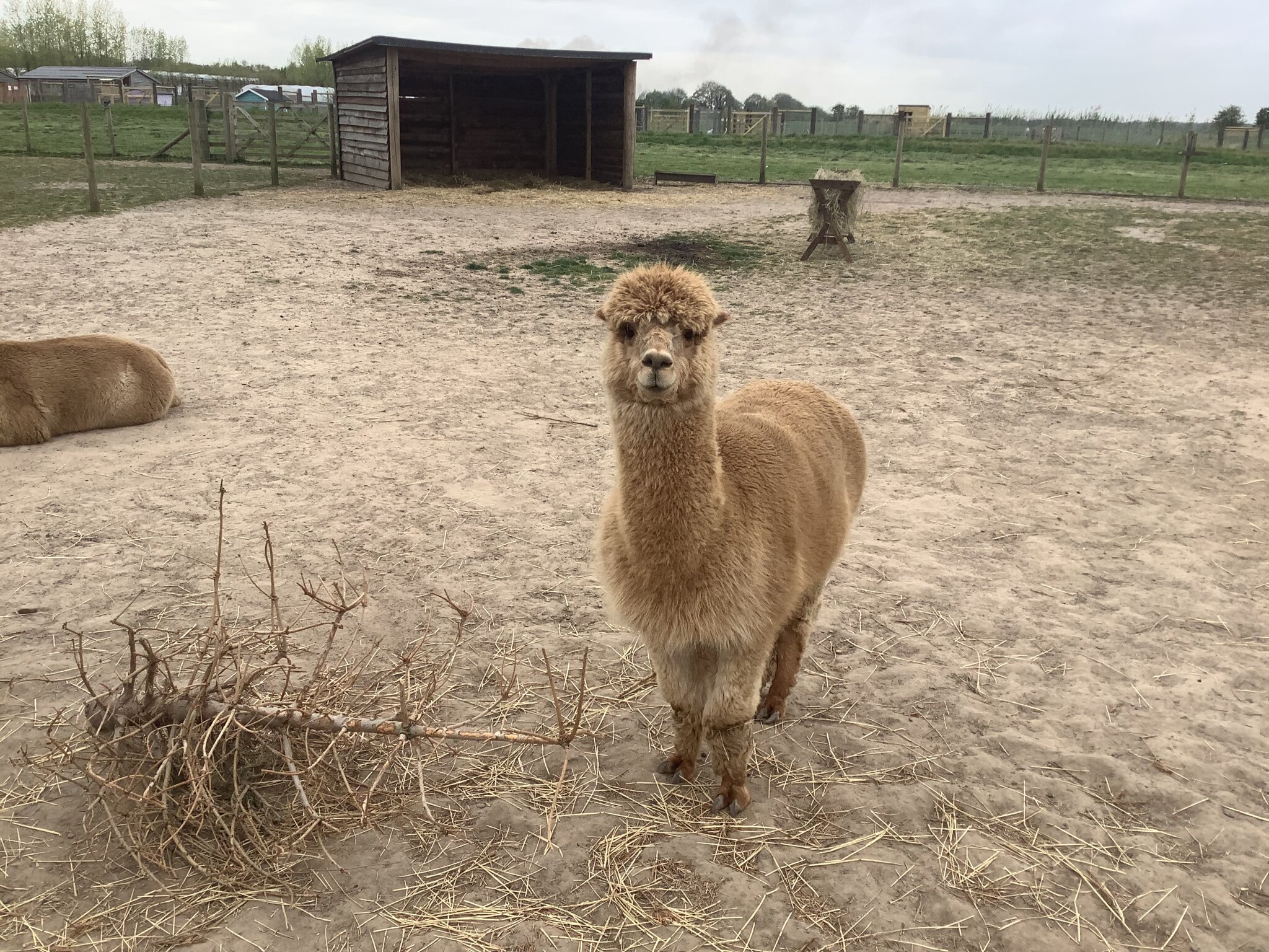 Image of Mr Mullen's Applecast Farm Visit