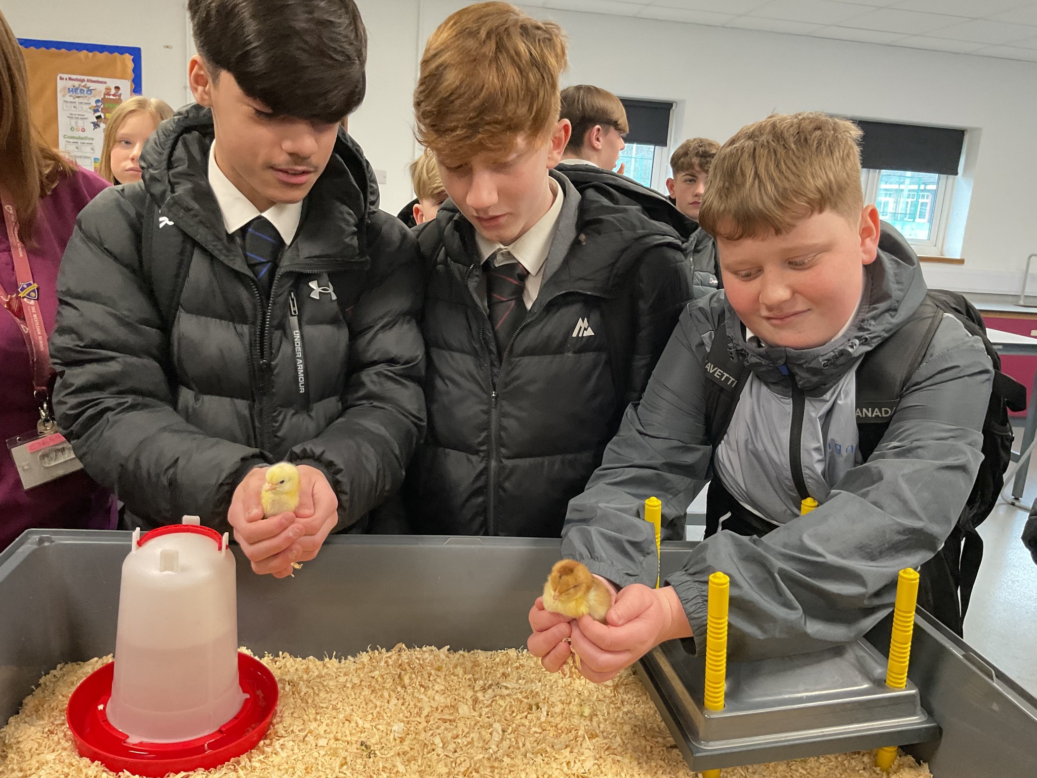 Image of Chicks in the Science Department
