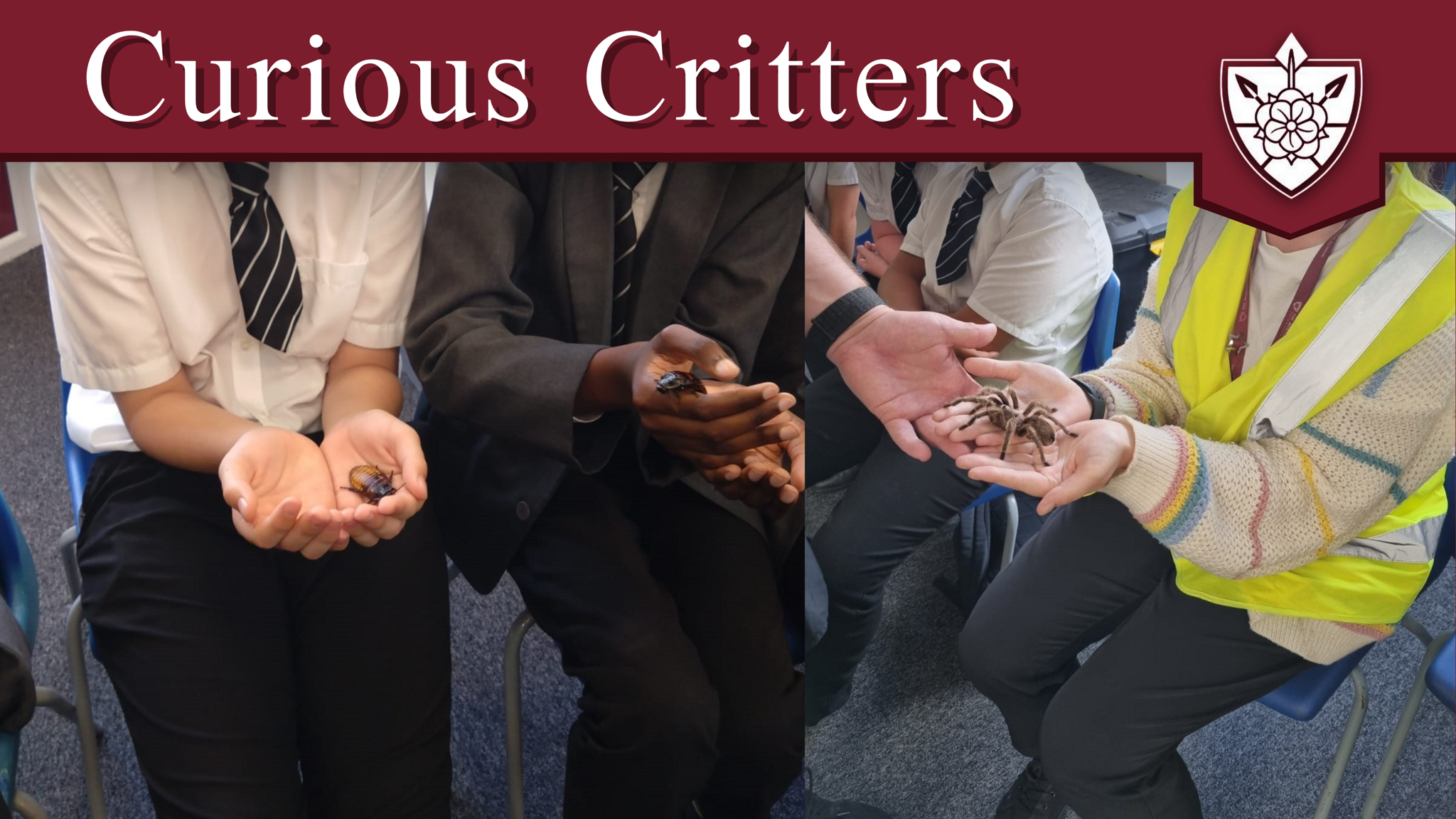Image of Curious Critters