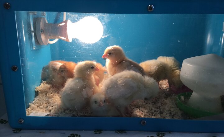 Image of Chicks born in Nursery