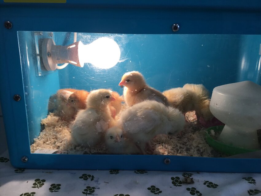 Image of Chicks born in Nursery