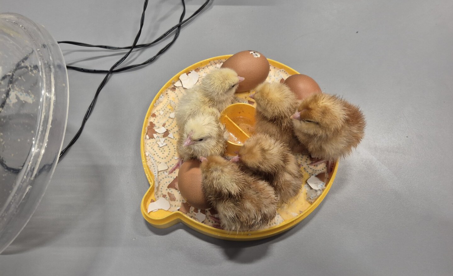 Image of Science - Chick Hatchery