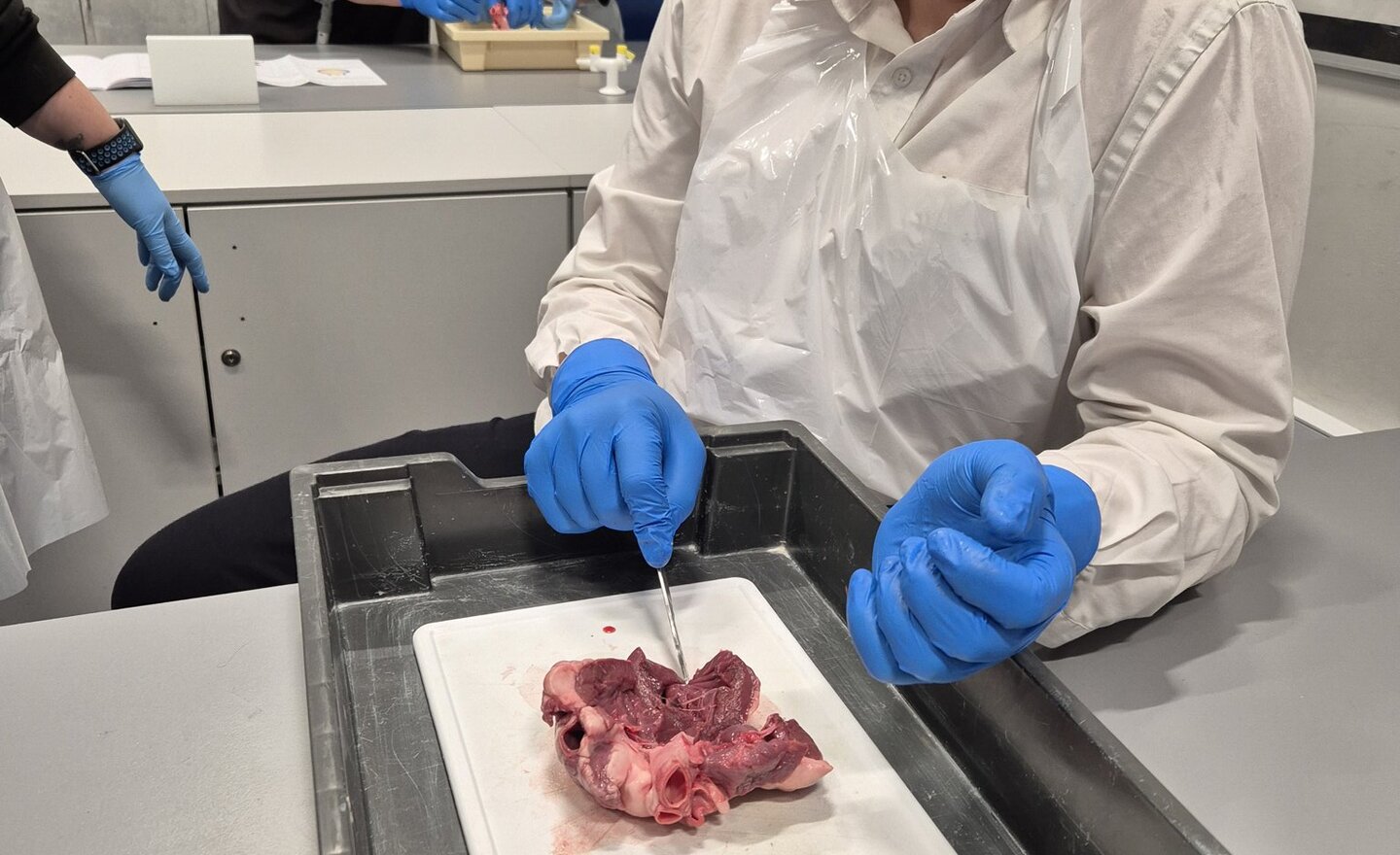 Image of Dissection - Structure of the Heart