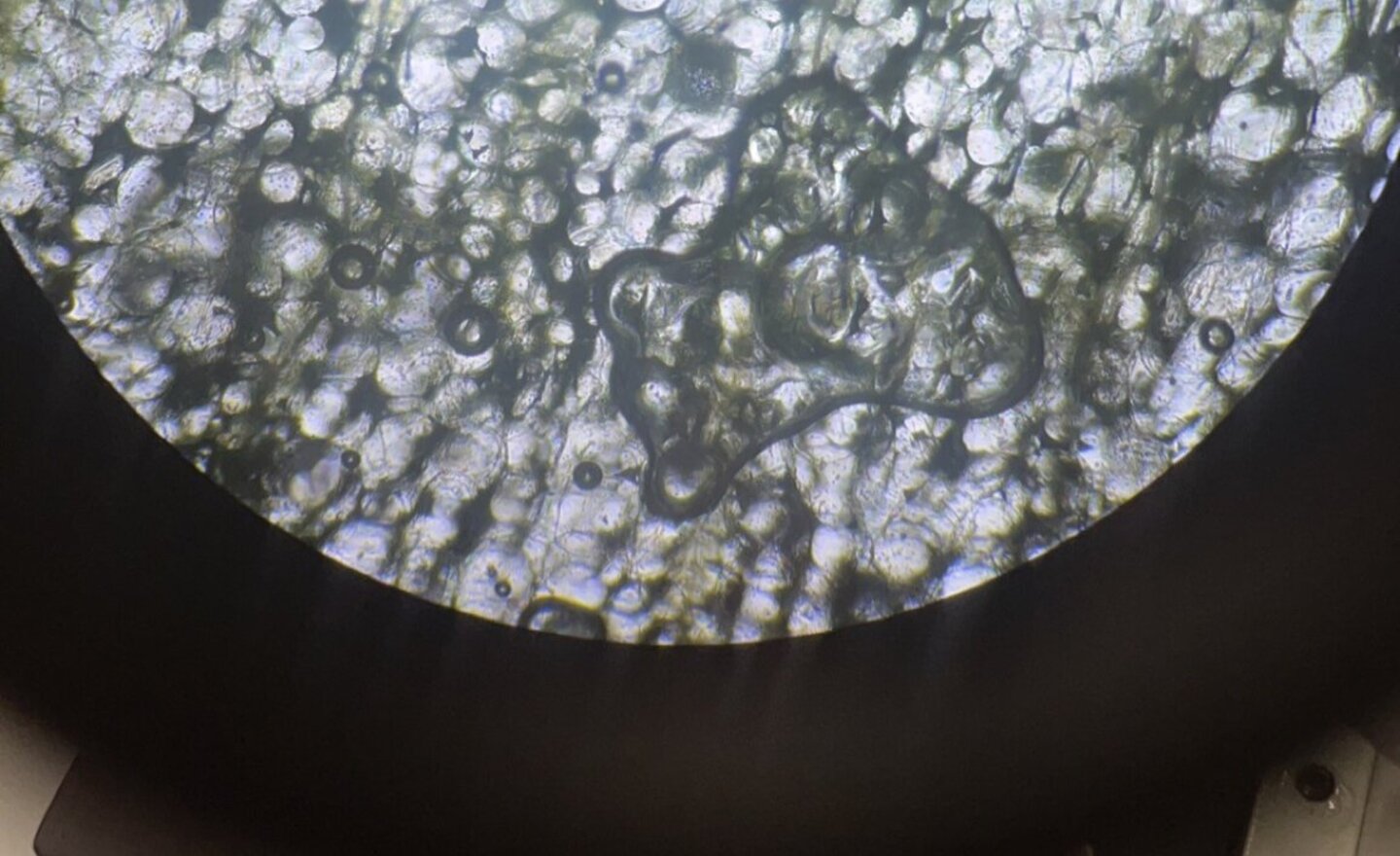 Image of Leaf Cross Section Slides