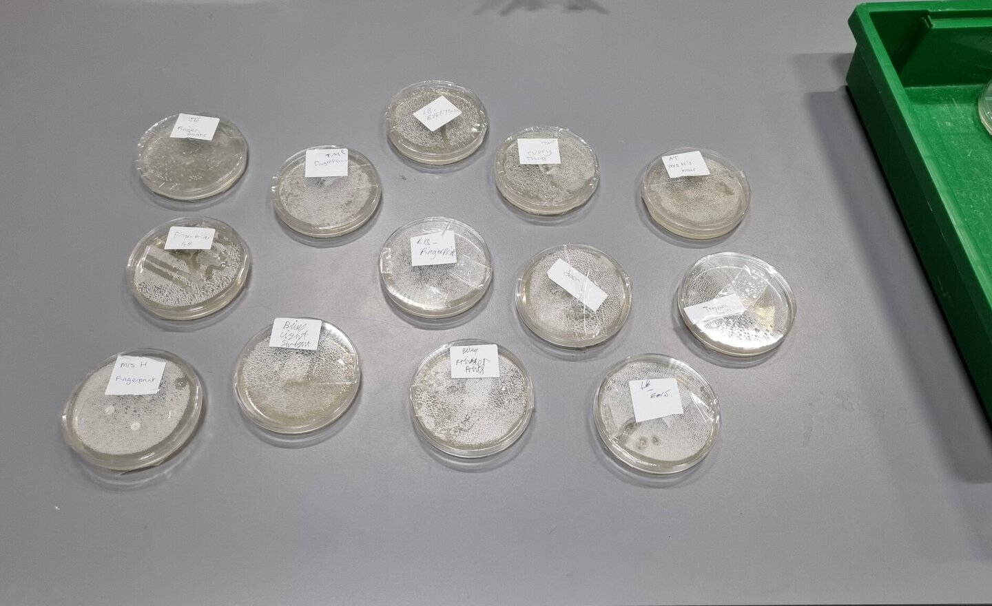 Image of Science Agar Plates