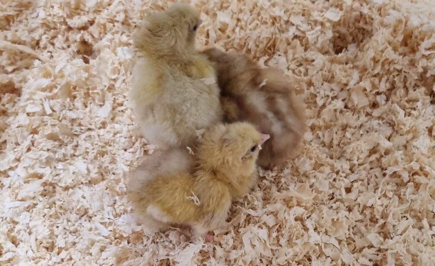 Image of Science Creche - Chick Hatching