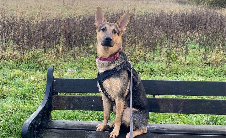 Image of School Therapy Dog - Nova